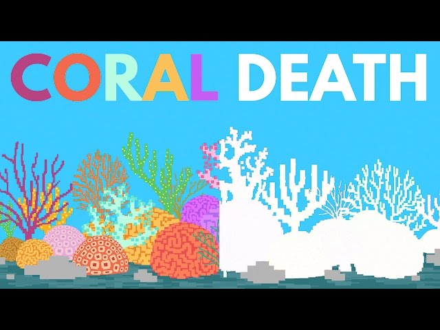 Coral Bleaching explained&nbsp;[Video]