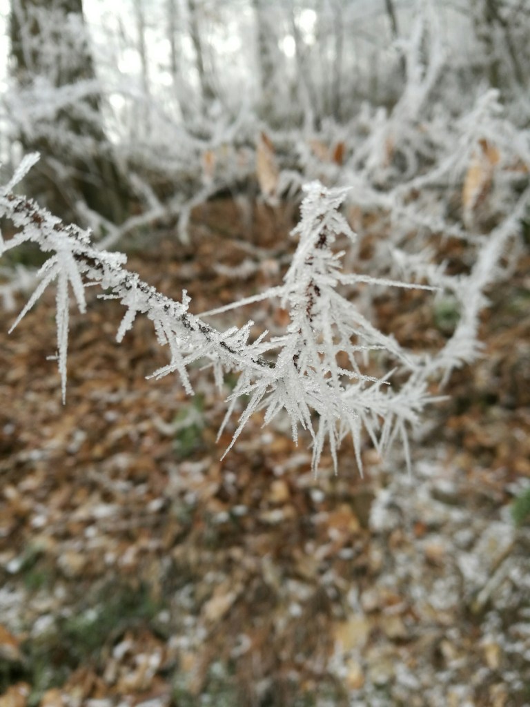 Winter in Heidelberg | ecogreenlove