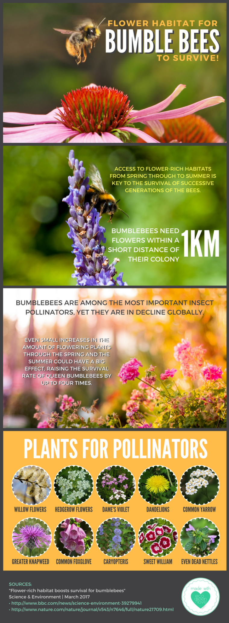 Flower habitat for Bumblebees to Survive! [Infographic] | ecogreenlove