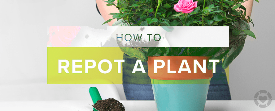 How to Repot a Plant [Infographic] | ecogreenlove