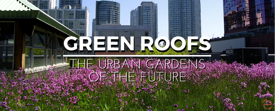 Green Roofs: The Urban Gardens of the Future