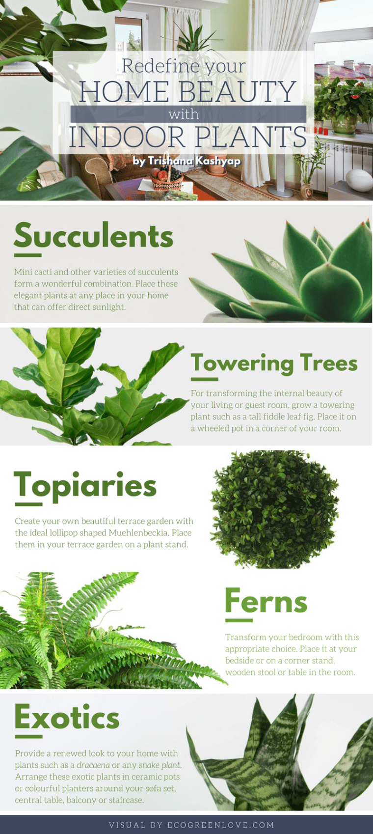 How to Redefine your Home Beauty with Indoor Plants? [Infographic] | ecogreenlove