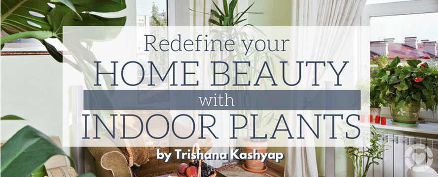 Redefine your Home Beauty with Indoor Plants&nbsp;[Infographic]