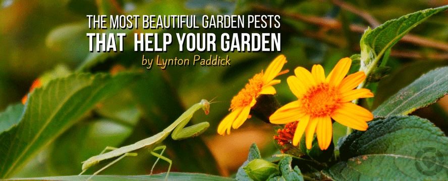Pests that help your&nbsp;Garden