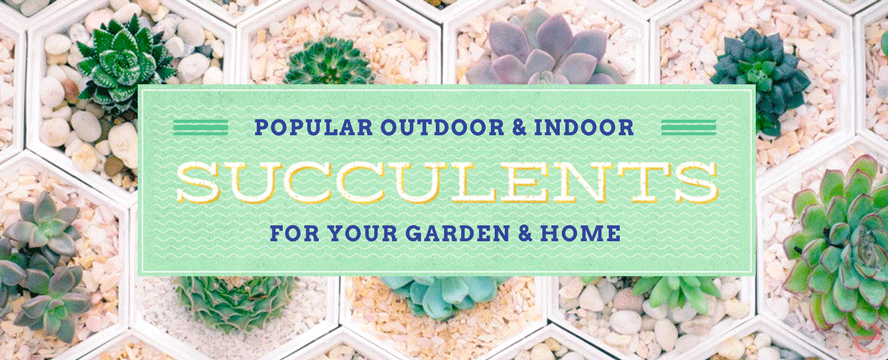 Indoor & Outdoor Succulents Guide&nbsp;[Infographics]