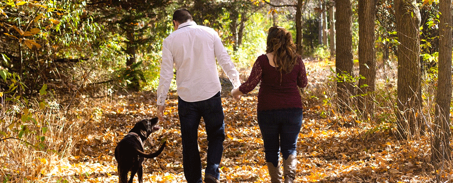 5 Beneficial and 5 Toxic Plants your Dog can meet outdoors | ecogreenlove