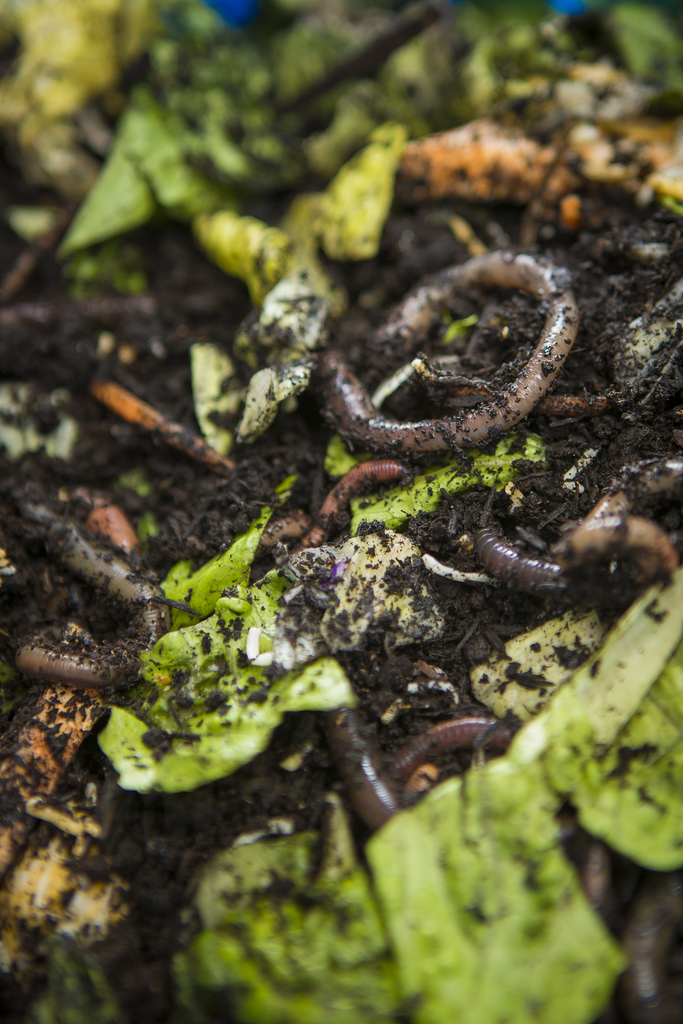 6 Essential Tools for Gardeners | ecogreenlove