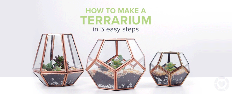 DIY: Terrarium [Infographic] | ecogreenlove