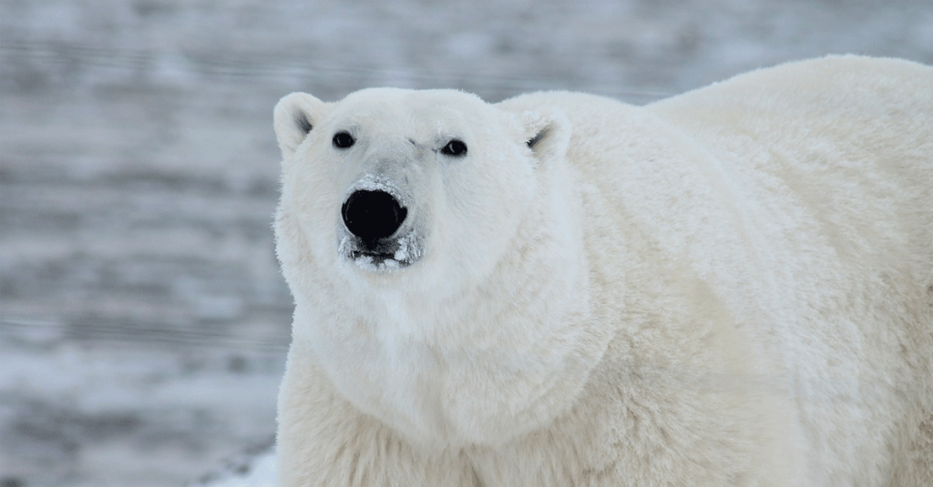 Environmental Dates: Polar Bear Day + FB profile pic&nbsp;frame