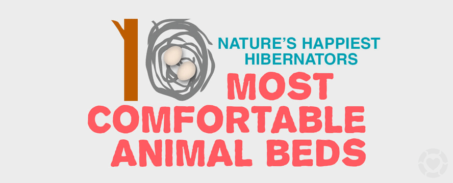 10 of Nature’s Happiest Hibernators&nbsp;[Infographic]