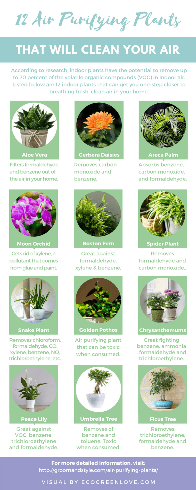 12 Air Purifying Houseplants [Infographic] | ecogreenlove