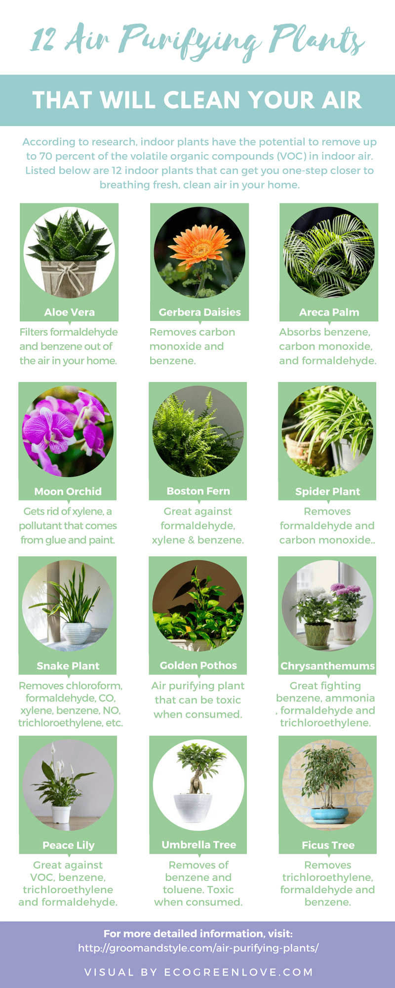 12 Air Purifying Houseplants [Infographic] | ecogreenlove