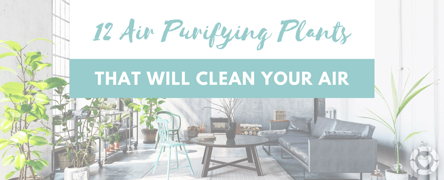 12 Air Purifying Houseplants&nbsp;[Infographic]