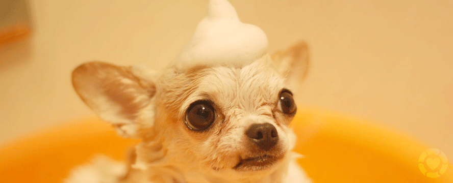 Clean up your Dog Naturally and Eco-Friendly | ecogreenlove