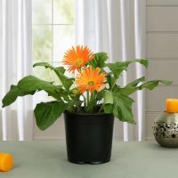 4 Outdoor Plants to Décor your Garden | ecogreenlove