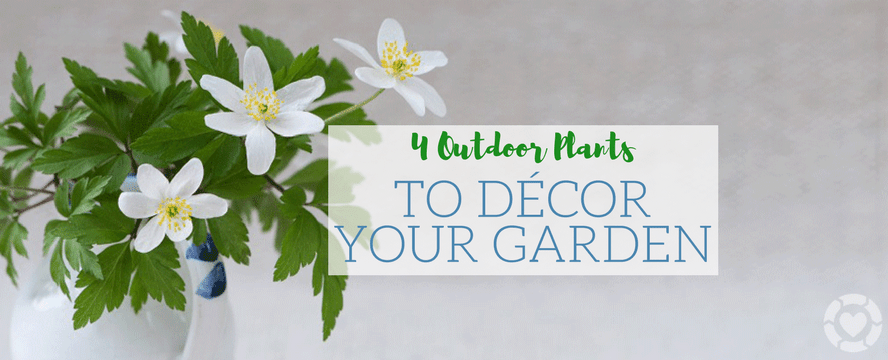4 Outdoor Plants to Décor your Garden&nbsp;[Infographic]