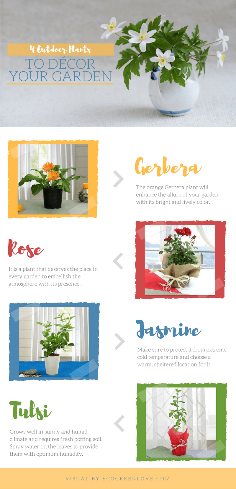 4 Outdoor Plants to Décor your Garden [Infographic] | ecogreenlove
