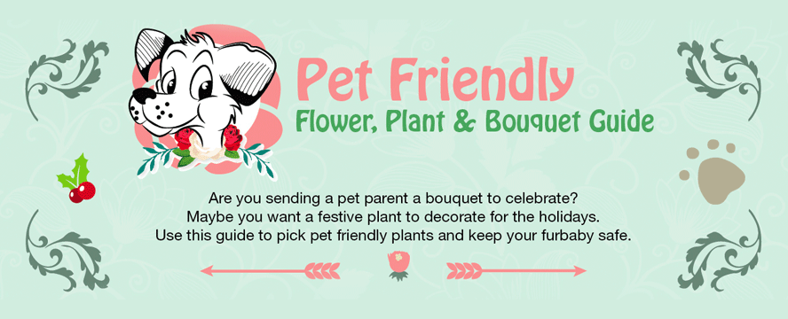 Pet Safe Flowers & Which to Avoid Buying&nbsp;[Infographic]