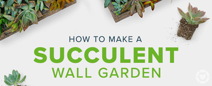 DIY Succulent Garden Wall [Video+Infographic]