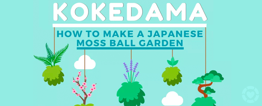 DIY Kokedama: Japanese Moss Ball Garden [Infographic]