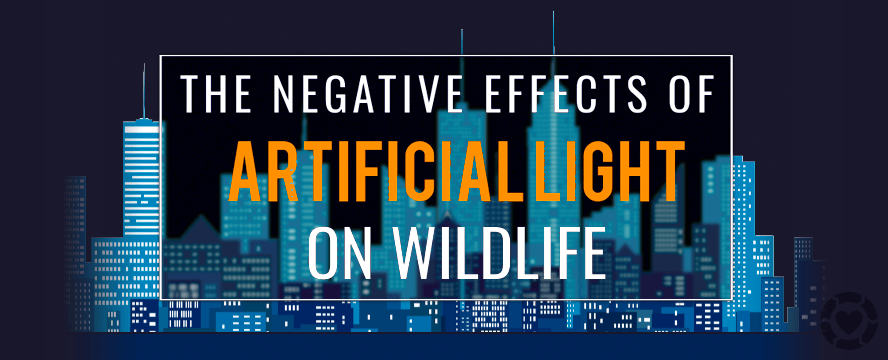 Why Artificial Lighting is Bad for the Environment [Infographic] | ecogreenlove
