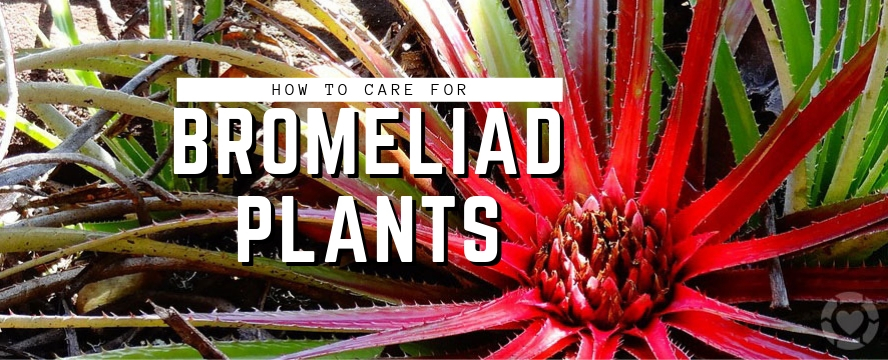 How to care for Bromeliad&nbsp;Plants