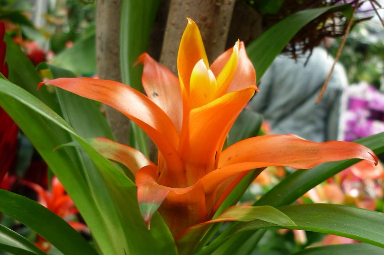 How to care for Bromeliad Plants | ecogreenlove