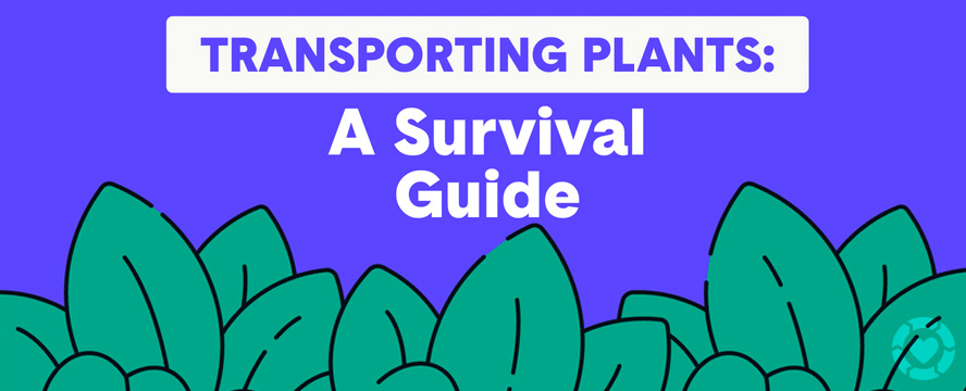 Transporting Plants: A Survival Guide&nbsp;[Infographic]