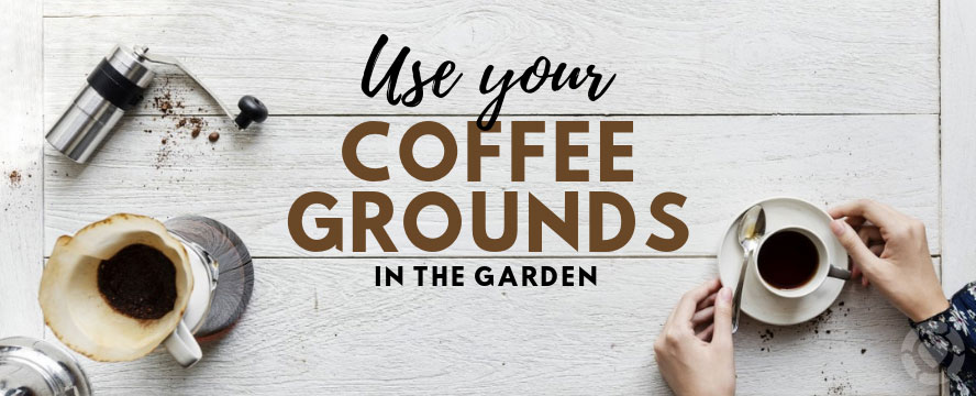 Use your Coffee Grounds in the Garden&nbsp;[Infographic]