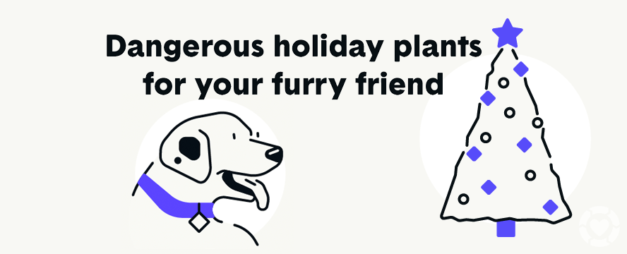 Dangerous Holiday Plants for Pets [Visual] | ecogreenlove