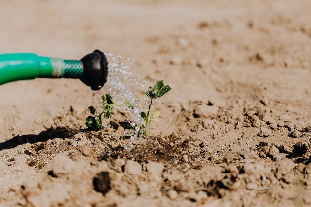 Gardening Tips to Heed This Summer | ecogreenlove