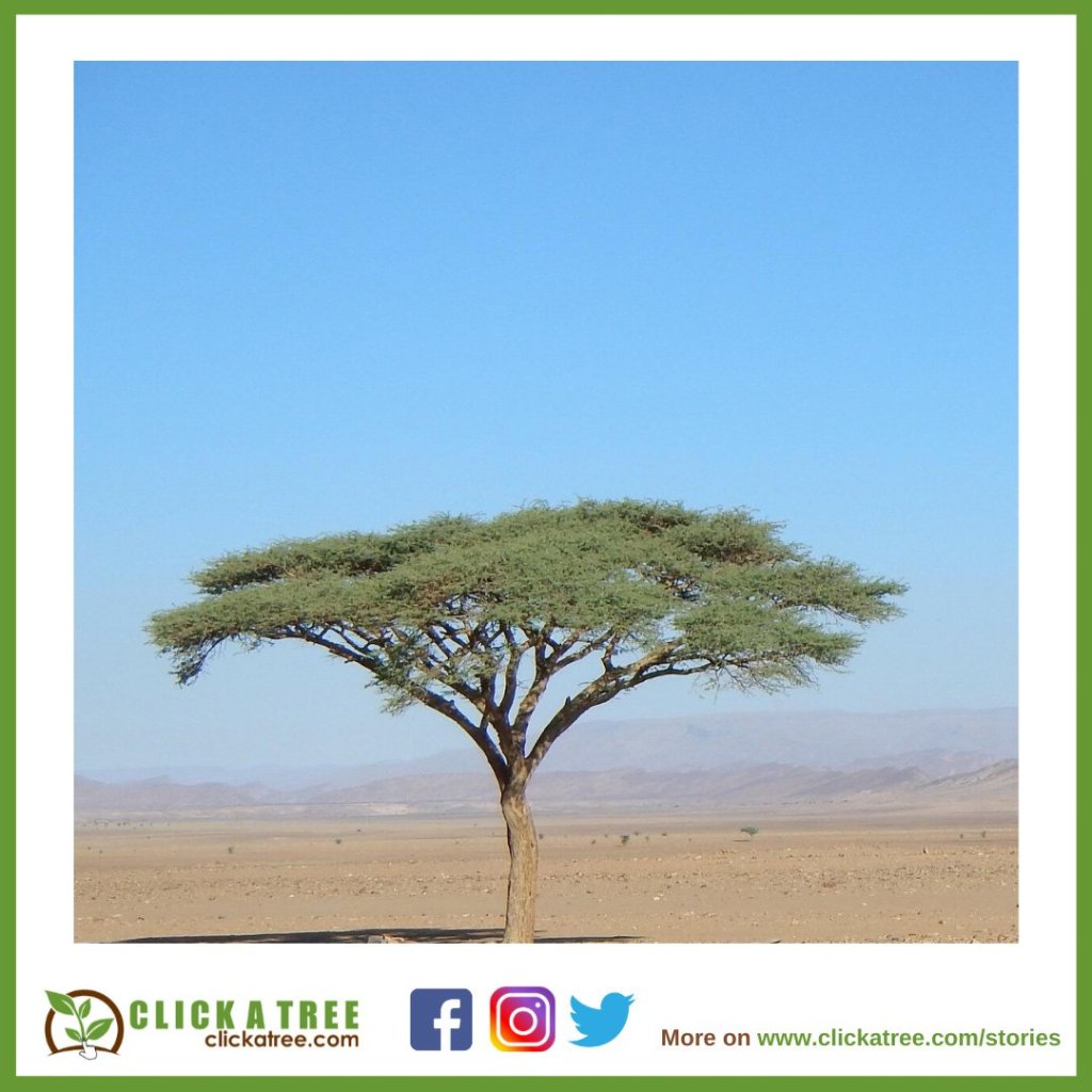 isolated tree clickatree