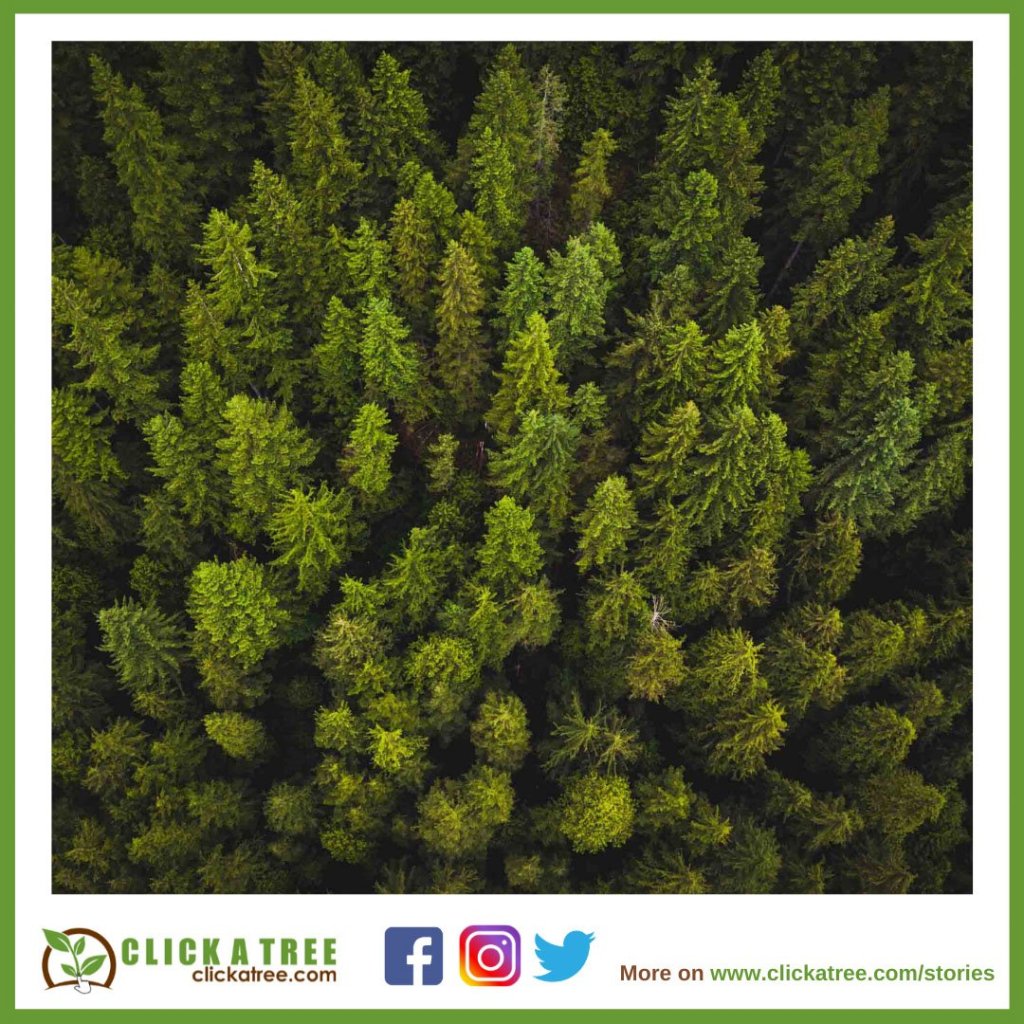 top view forest clickatree