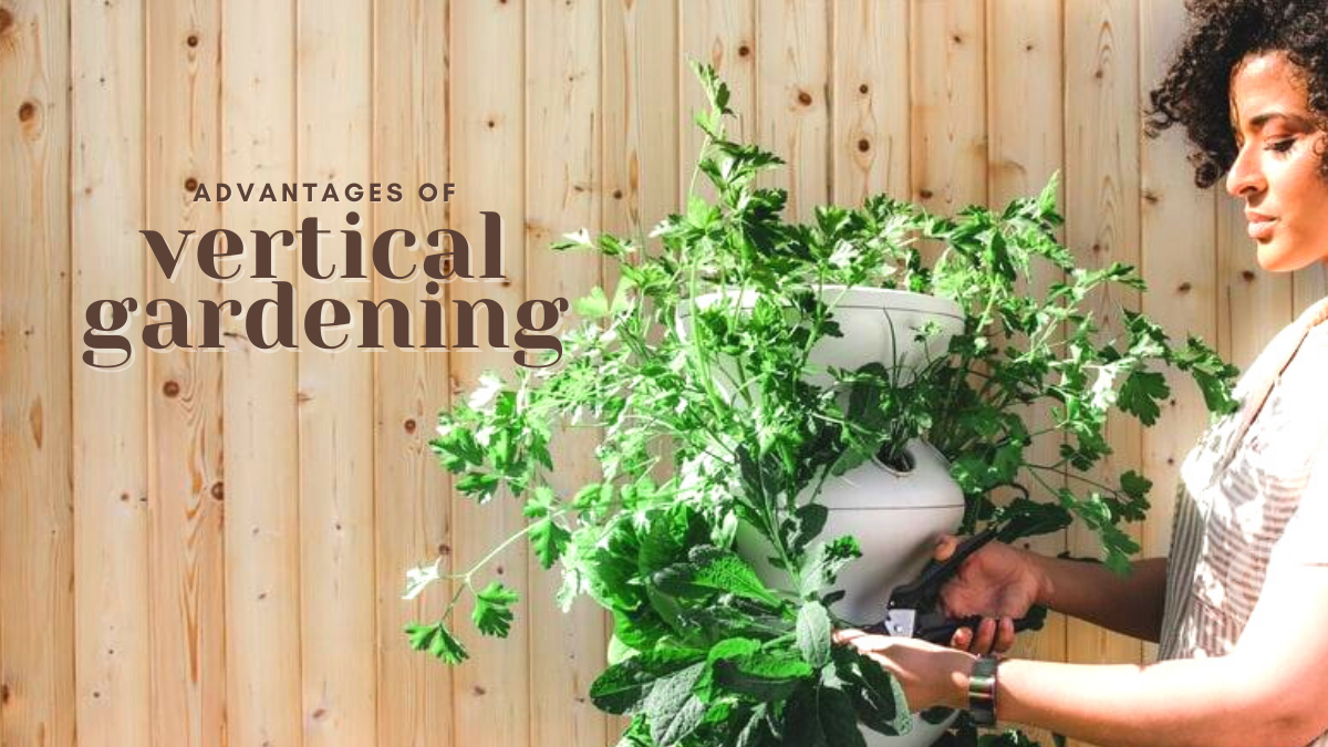 Amazing Advantages of Vertical Gardening