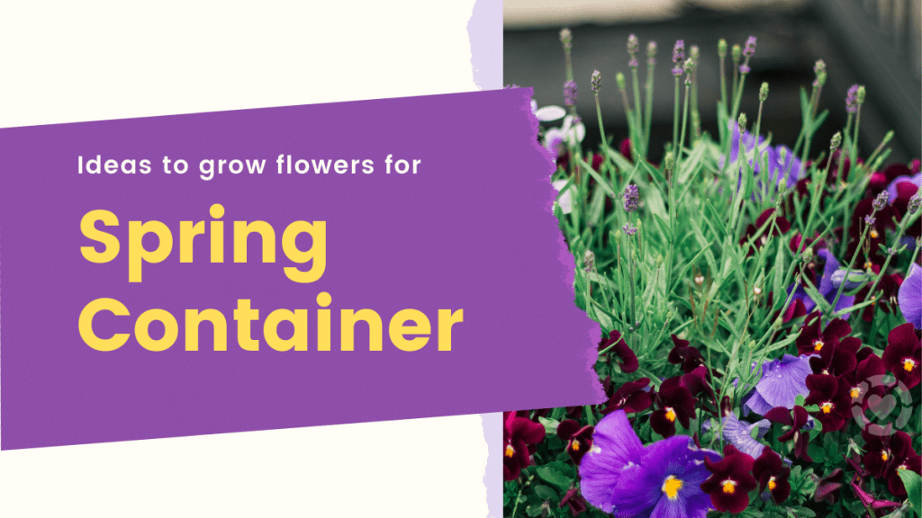 Ideas to Grow Flowers for Spring&nbsp;Containers
