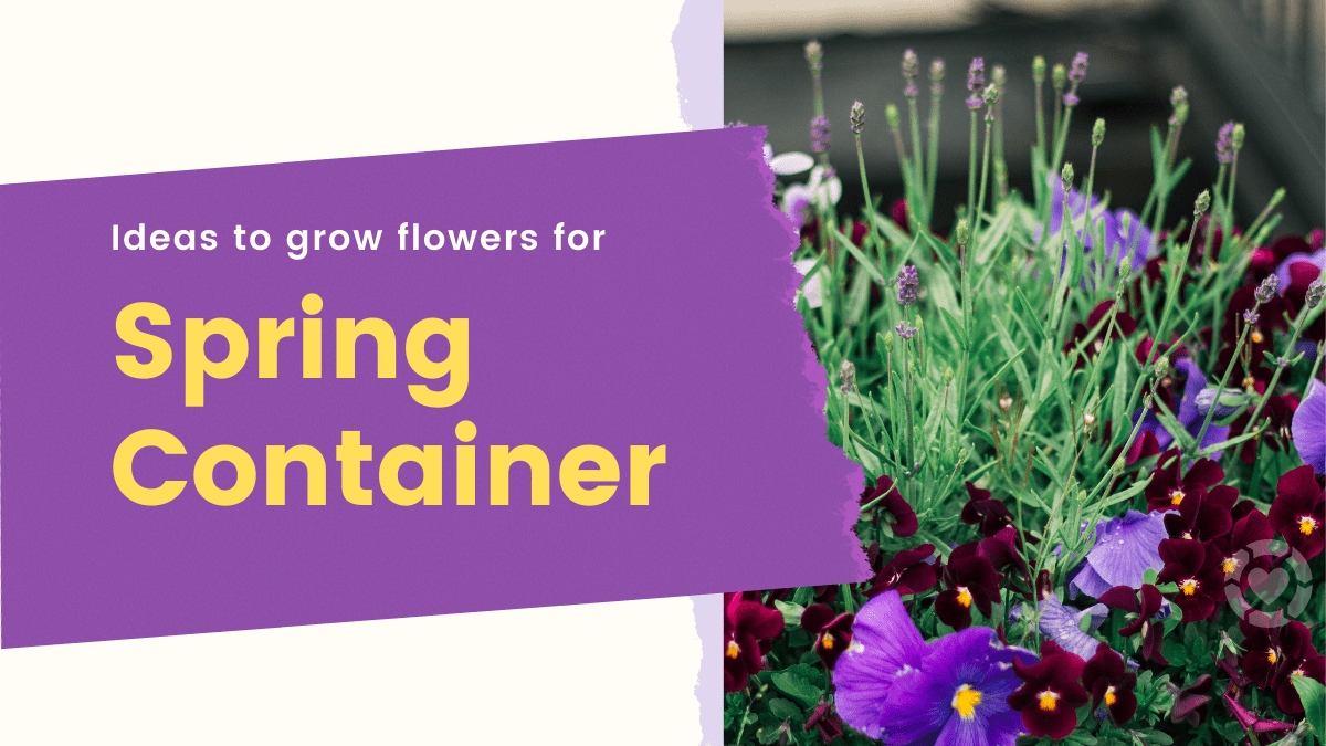 Ideas to Grow Flowers for Spring Containers