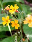Primulas • Ideas to Grow Flowers for Spring Containers | ecogreenlove