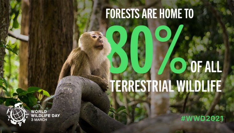 WWD - Forests and Livelihoods: Sustaining People and Planet | ecogreenlove