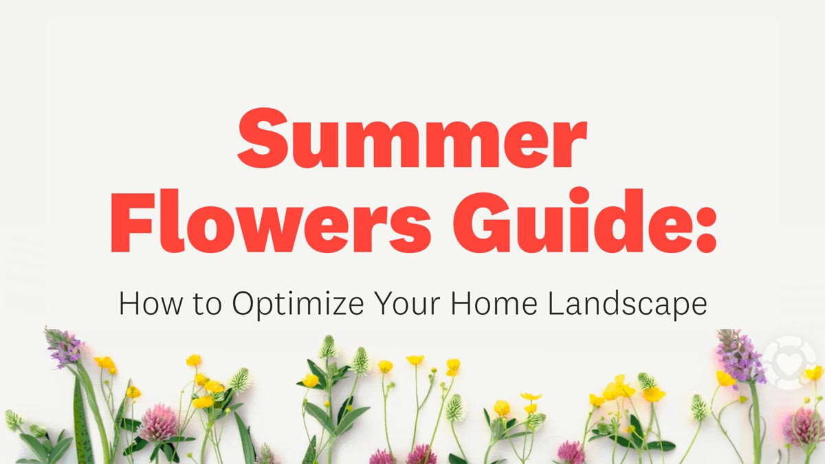 Summer Flowers for Your Eco-Friendly Garden [Visual] | ecogreenlove