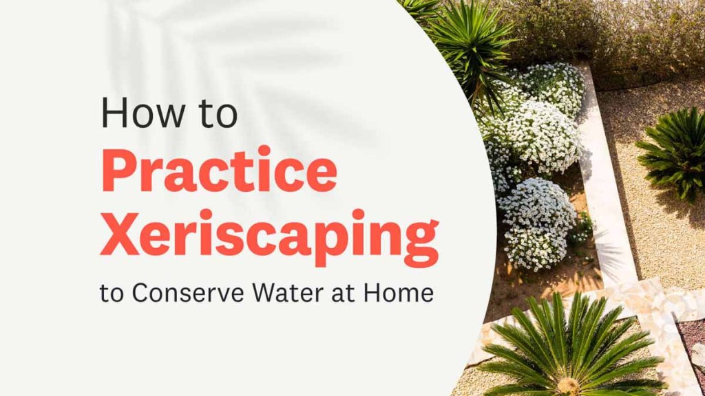 How to practice Xeriscaping&nbsp;[Visual]