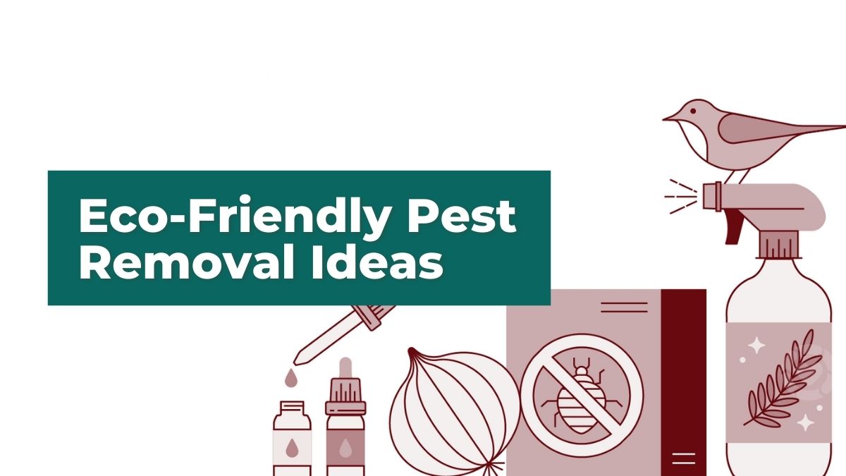 Eco-Friendly Pest Removals Ideas [Visual] | ecogreenlove