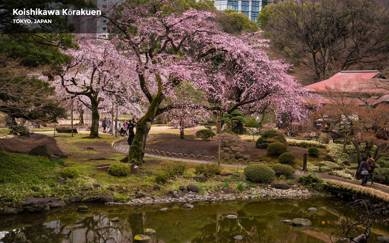 How Climate Crisis could impact 5 Famous Gardens around the World • Tokyo's Koishikawa Korakuen garden (Before) | ecogreenlove
