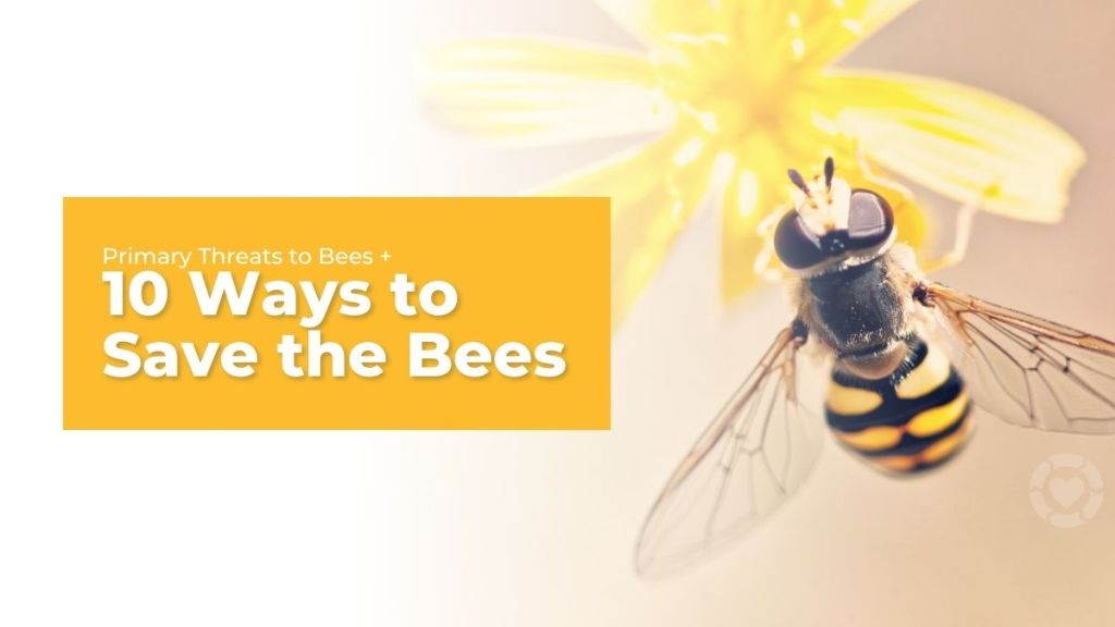 Primary Threats to Bees + 10 ways to save them&nbsp;[Visuals]