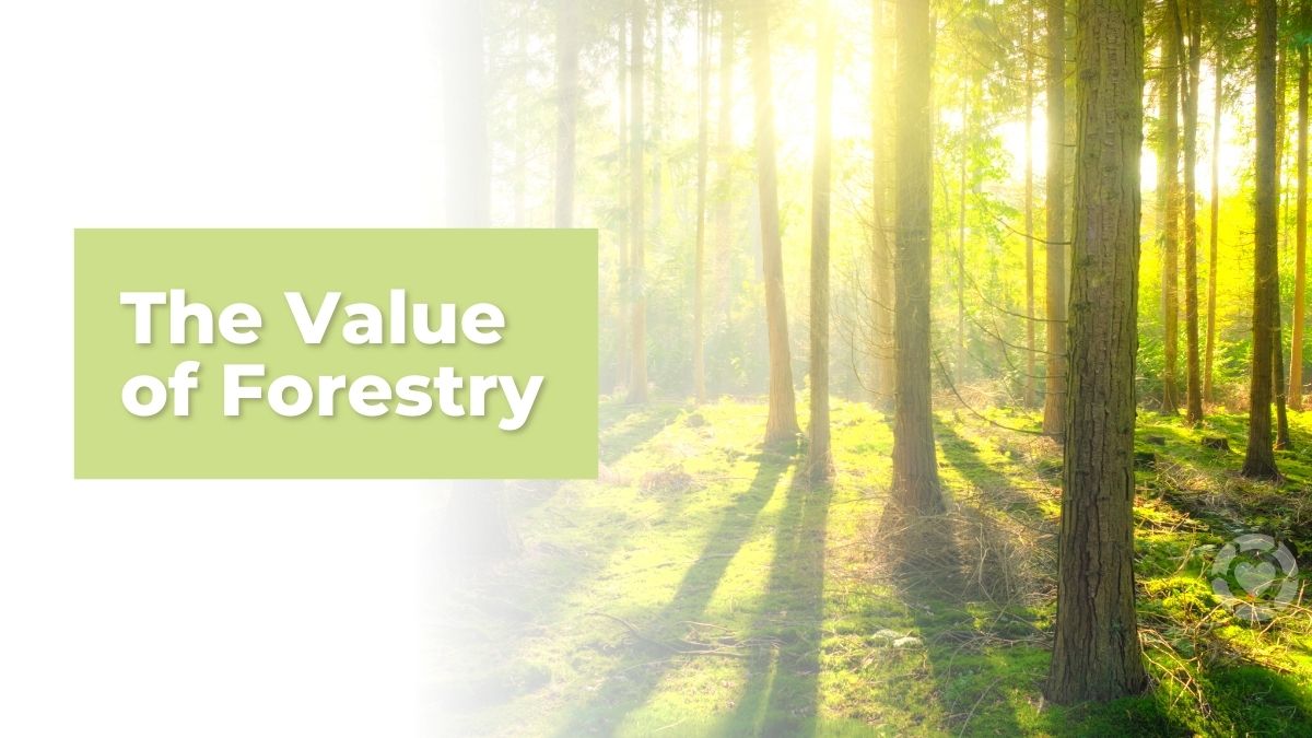 The Value of Forestry [Infographic]