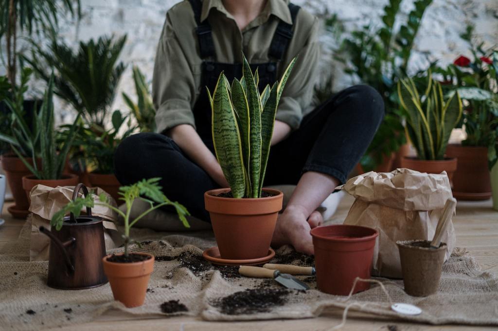 How to Embrace Your Love for Nature and Enjoy the Best Activities • Practical and decorative gardening | ecogreenlove How to Embrace Your Love for Nature and Enjoy the Best Activities • Practical and decorative gardening | ecogreenlove