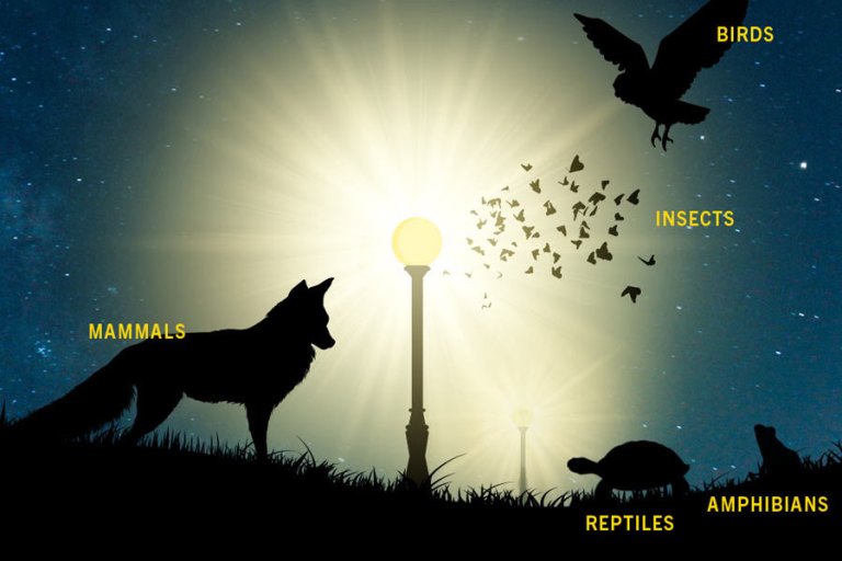 Light Pollution [Visuals + Video] – ecogreenlove