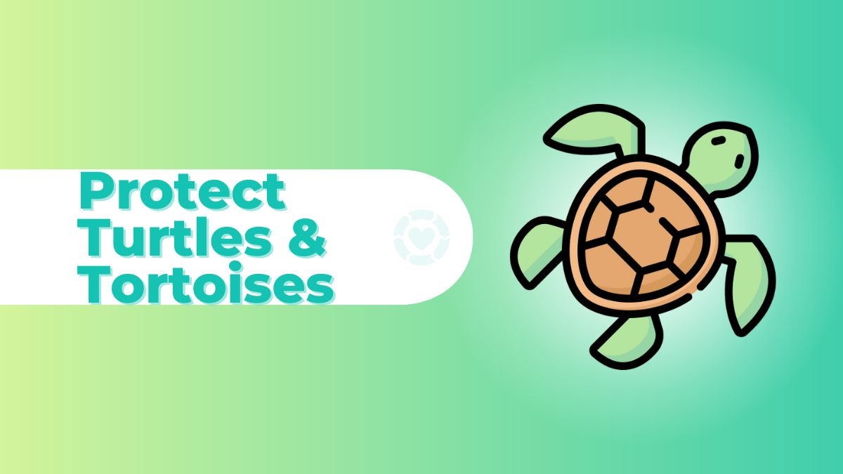 Tips to Protect the Turtles & Tortoises
