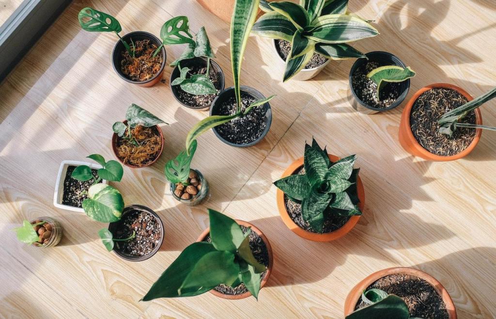 Sustainable Apartment Ideas: 5 Eco-Friendly Lifestyle Tips You Can Apply • Indoor plants for better air purification | ecogreenlove