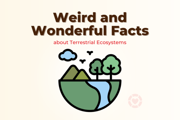 Weird and Wonderful Facts about Terrestrial Ecosystems | ecogreenlove