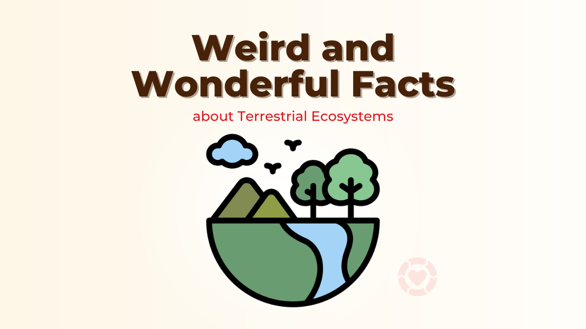Weird and Wonderful Facts about Terrestrial Ecosystems | ecogreenlove
